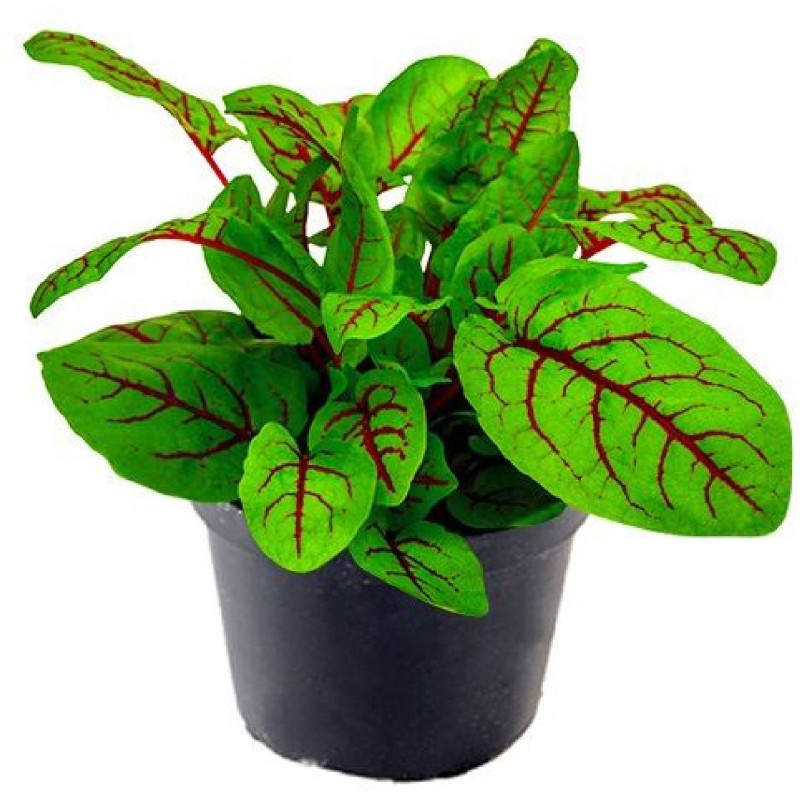 OSEILLE ROUGE GRAND POT X6